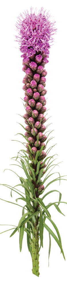 Magenta Liatris flower, blazing star, isolated on white background