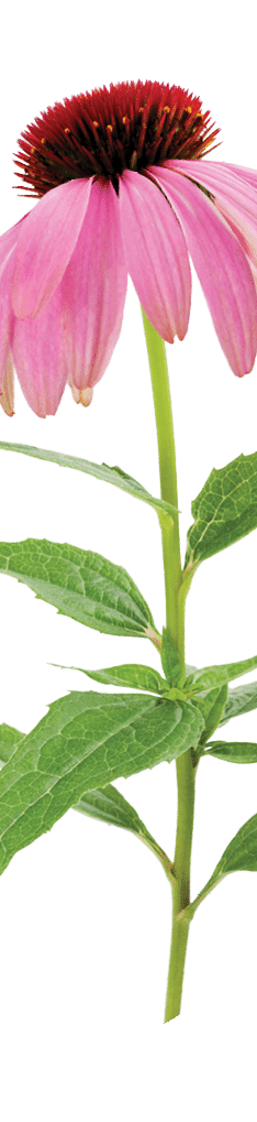 Purple Coneflowers isolated on white background