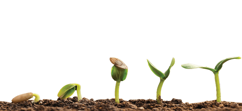 Little green seedlings growing in fertile soil against blurred background